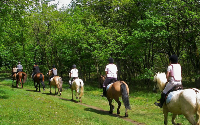 Cavallo Trasimeno LQ